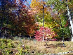 Autumn on the hill